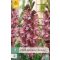 Cvetna lukovica gladiole Rusty Chestnut 7 kosov JUB