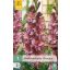Cvetna lukovica gladiole Rusty Chestnut 7 kosov JUB