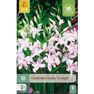 Cvetna lukovica gladiole Nymph 10 kos JUB