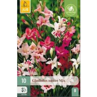 Cvetne čebulice gladiolus Nanus mešanica 10 kosov JUB