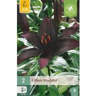Cvetna čebulica lilija Blacklist 2 kosa JUB