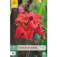 Cvetna čebulica Canna Red Futurity 1 kos JUB