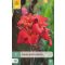Cvetna čebulica Canna Red Futurity 1 kos JUB
