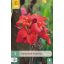 Cvetna čebulica Canna Red Futurity 1 kos JUB