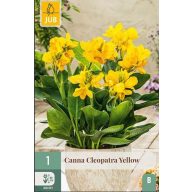 Cvetna čebula Canna Cleopatra Yellow 1 kos JUB