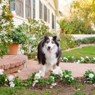   Pes v vrtu – namesto bojišča harmonija - Spletni seminar - 2026.02.27. 19:00