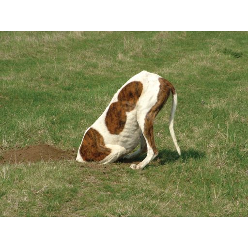 Pes v vrtu – namesto bojišča harmonija - Spletni seminar - 2026.02.27. 19:00