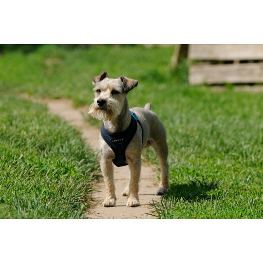 Pes v vrtu – namesto bojišča harmonija - Spletni seminar - 2026.02.27. 19:00