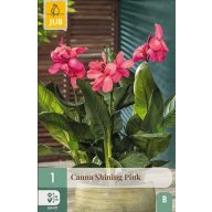 Cvetna čebulica Canna Shining Pink 1 kos JUB