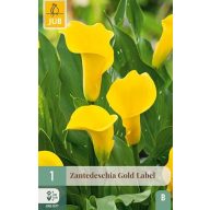 Cvetna čebulica kala (Zantedeschia) Gold Label 1 kos JUB