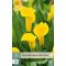 Cvetna čebulica kala (Zantedeschia) Gold Label 1 kos JUB