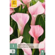   Cvetna čebulica kala (Zantedeschia) Strawberry Blush 1 kos JUB