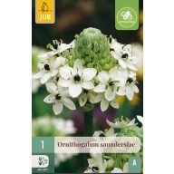 Virághagyma Ornithogalum saundersiae 1 db JUB