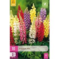 Virághagyma Lupinus (Csillagfürt) mix 10 db JUB