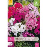 Virághagyma Phlox Mix 5 db JUB