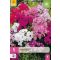 Virághagyma Phlox Mix 5 db JUB