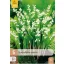 Évelő Convallaria majalis (Gyöngyvirág) 5 db JUB