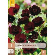 Évelő Cosmos atrosanguineus 1 db JUB