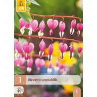 Évelő Dicentra spectabilis (Nagy szívvirág) 1 db JUB