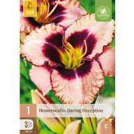 Évelő Hemerocallis Daring Deception (Sásliliom) 1 db JUB
