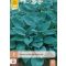 Évelő Hosta Halcyon 1 db JUB