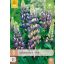 Évelő Lupinus Blauw/Blue (Csillagfürt) 3 db JUB