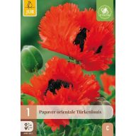 Évelő Papaver orientale Türkenlouis (Pipacs) 1 db JUB