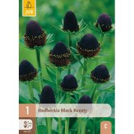 Évelő Rudbeckia Black Beauty 1 db JUB