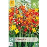 Virághagyma Crocosmia Mix (Sáfrányfű) 20 db JUB