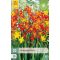 Virághagyma Crocosmia Mix (Sáfrányfű) 20 db JUB