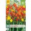 Virághagyma Crocosmia Mix (Sáfrányfű) 20 db JUB