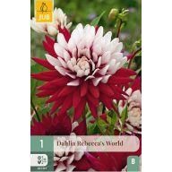 Virághagyma Dália Rebecca's World1 db JUB