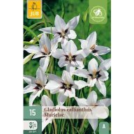 Virághagyma Kardvirág Call.Mur. Acidanthera 15 db JUB