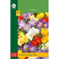 Virághagyma Frézia Single mix 10 db JUB