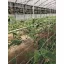 Növénytartó háló lebomló cellulózból Trellinet Compost 2x5 m