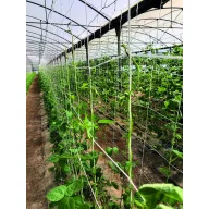  Növénytartó háló lebomló cellulózból Trellinet Compost 2x5 m