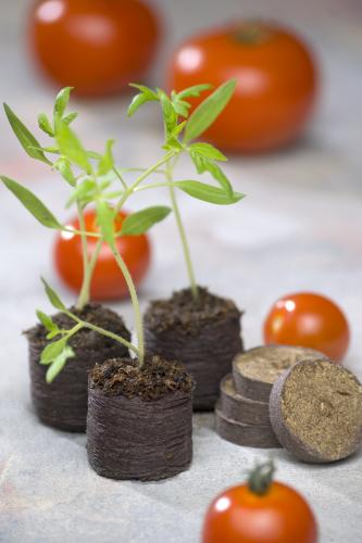 Peat discs Jiffy (48 pieces)