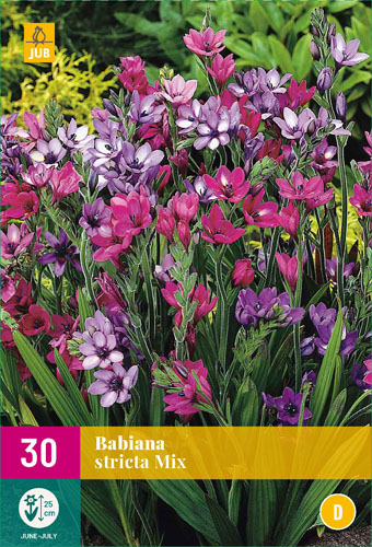 Čebulica Babiana stricta (korenina Babiana) 10 kosov JUB