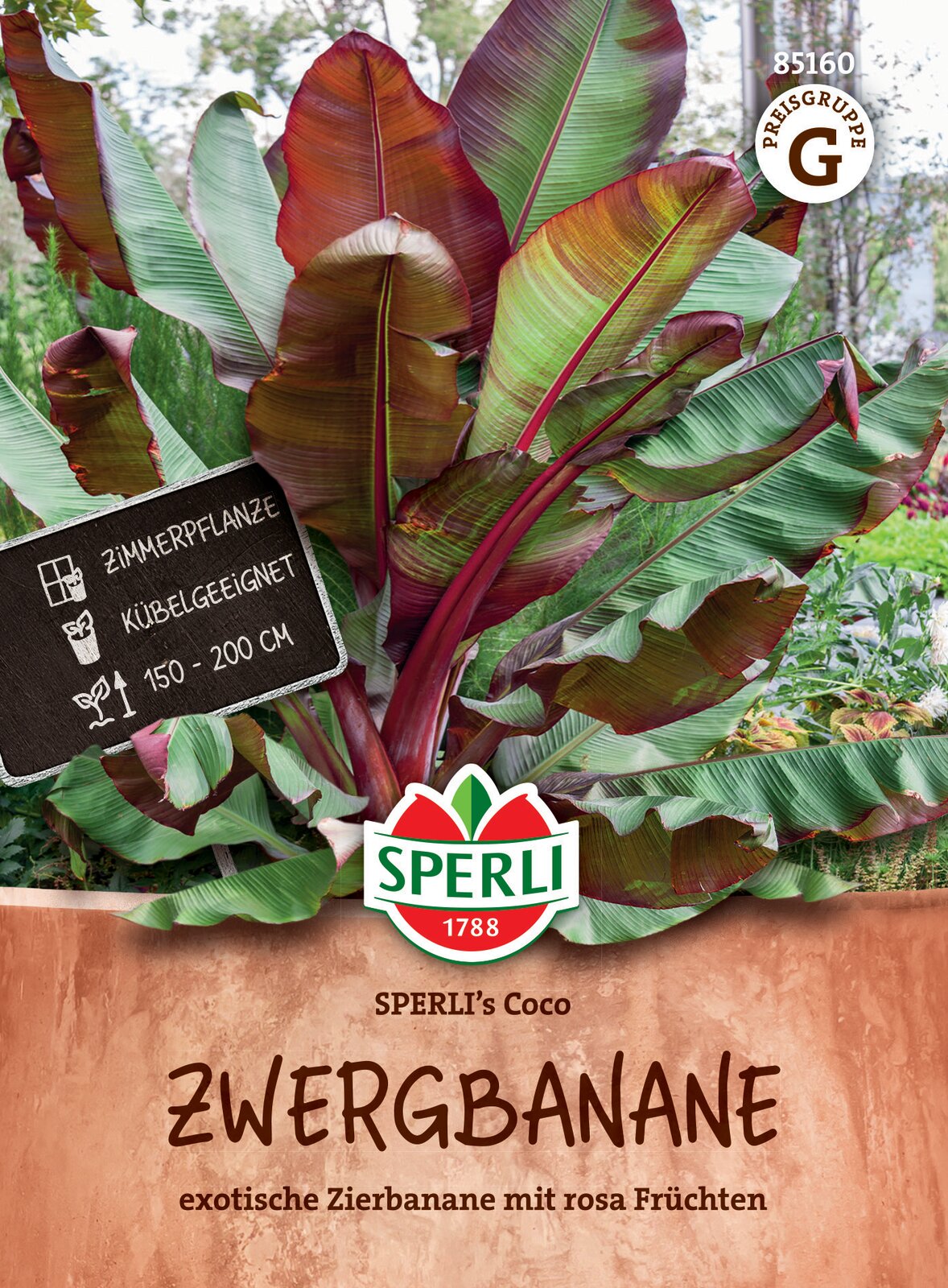 Pritlikava banana Coco 4 zrna Sperli