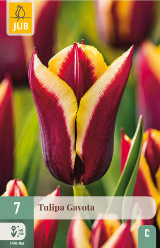 Flower bulb Tulip Gavota 7 pieces JUB