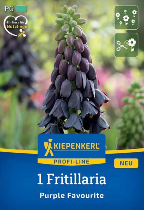 Virághagyma Fritillaria Purple Favourite Kiepenkerl 1 db