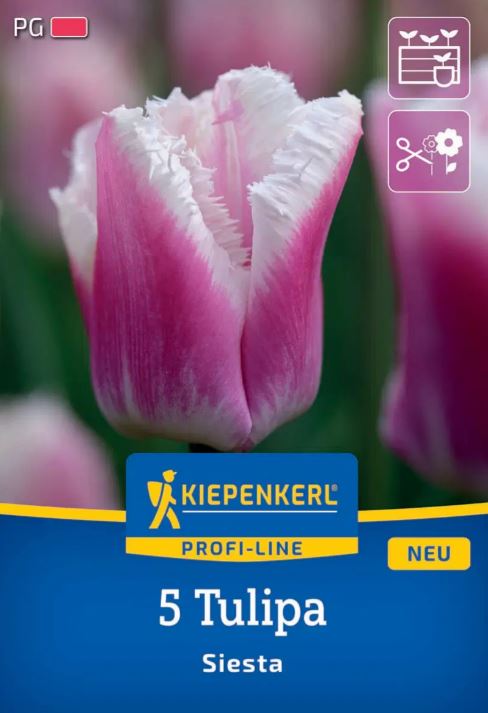 Cvetlična čebulica Tulipan Siesta Kiepenkerl 5 kosov