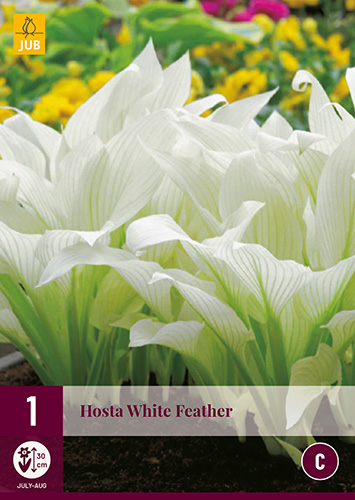 Évelő Hosta White Feather 1 db JUB