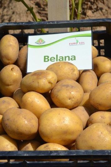 Potato seed tuber "Belana" 50 pcs