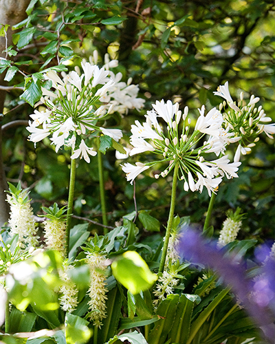 Évelő Agapanthus africanus Albus 1 db JUB