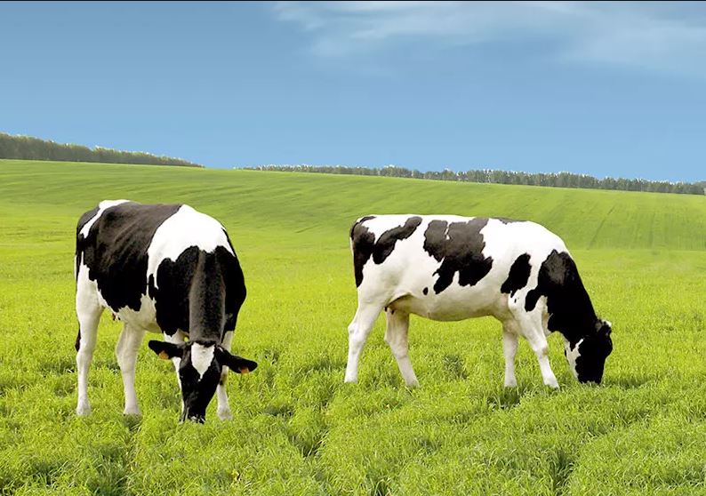 Grass seed Professional pasture mix Genius (Cattle pasture) 25 kg