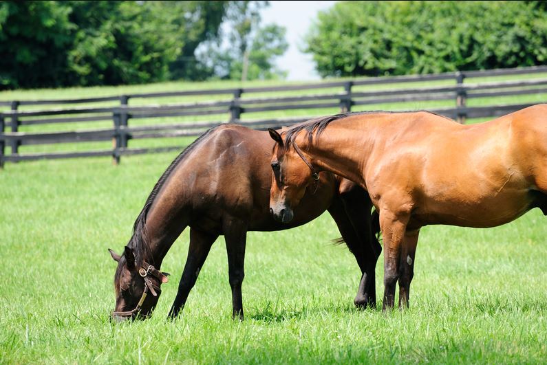 Grass seed Professional pasture mix Horsepower (drought tolerant) 25 kg