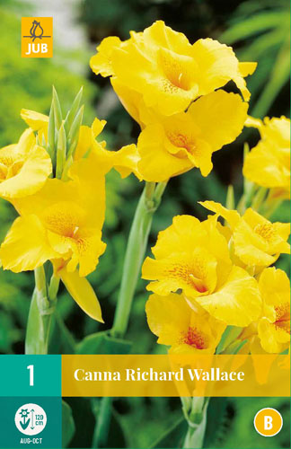 Flower bulb Canna Richard Wallace 1 piece JUB