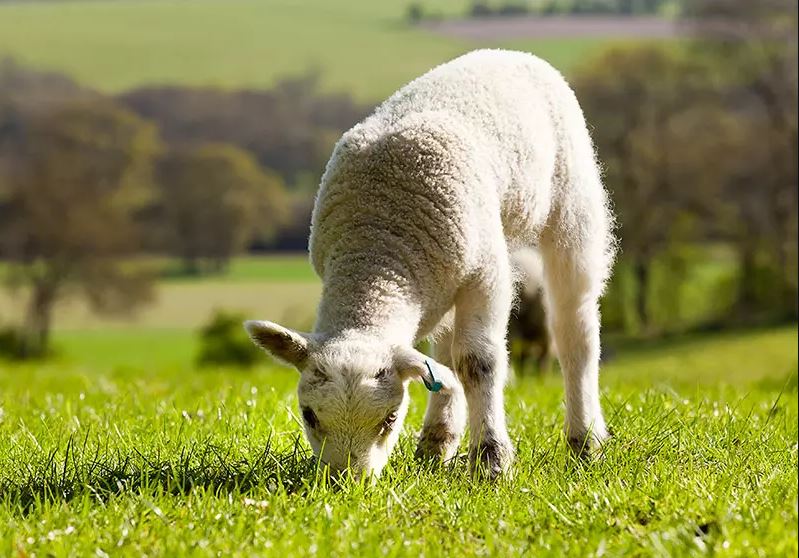 Grass seed pasture Savanna mixture 25 kg
