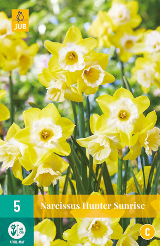 Bulb Daffodil Hunter Sunrise 5 pcs JUB